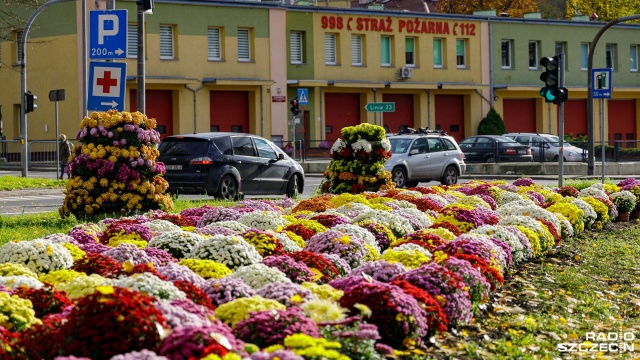 Fot. Robert Stachnik [Radio Szczecin] "Obecnie to chyba najładniejszy kwiat". Miasta i wsie w chryzantemach [ZDJĘCIA]
