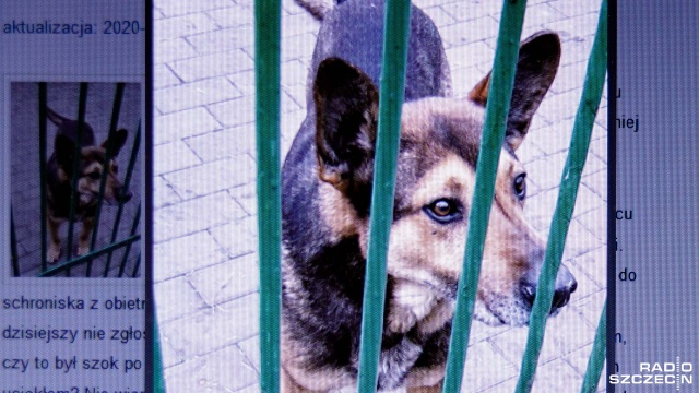 Fot. Robert Stachnik [Radio Szczecin] Stepnica przygotowała pakiet benefitów by zachęcić do adopcji psów [ZDJĘCIA]