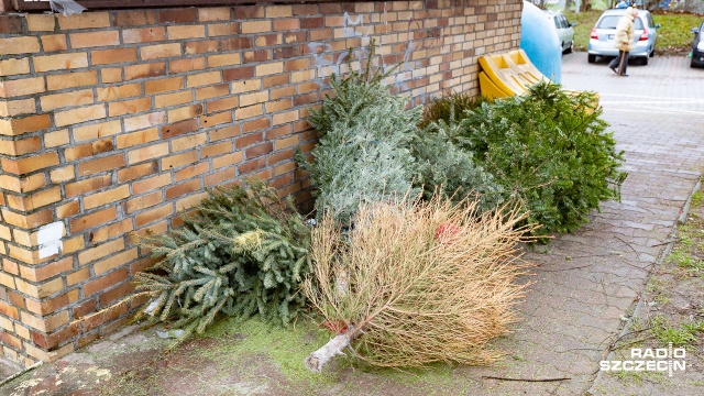 Zabiorą każdą sprzed domu - najpierw jednak będzie trzeba to zgłosić. Chodzi o choinki, z których utylizacją po świętach ma problem część mieszkańców Szczecina.