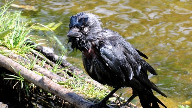 Sprawdzą ile w Szczecinie jest ptaków. Zimowe Ptakoliczenie organizuje Koło Naukowe Zoologii Kręgowców Wąsatka działające przy Instytucie Biologii Uniwersytetu Szczecińskiego i Ogólnopolskie Towarzystwo Ochrony Ptaków.