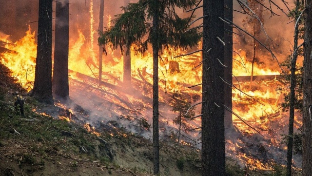 Ogień w Biebrzańskim Parku Narodowym. WOT wspiera strażaków