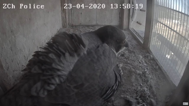 Wykluł się sokół na kominie w Policach [WIDEO]