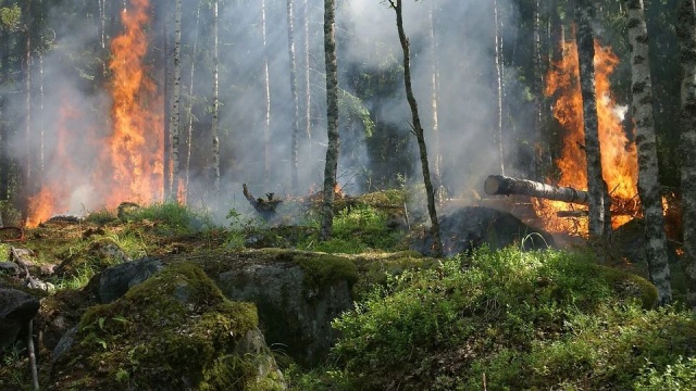 Szacowanie strat po pożarze w Biebrzańskim Parku Narodowym