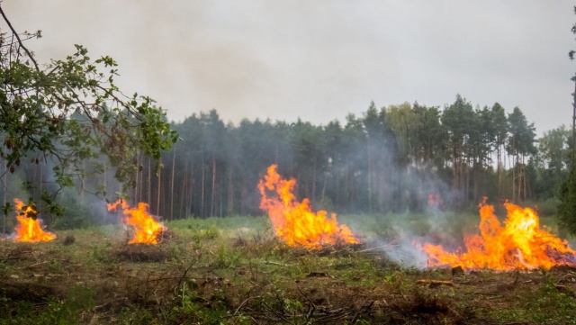 Minister Środowiska o zaostrzeniu kar za wypalanie łąk