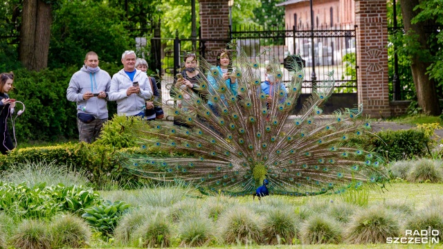 Piękny park, zabytkowy pałac i królewskie pawie. To wszystko zobaczyć można w Przelewicach.