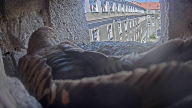 Pustułki wróciły i ponownie zasiedliły wnękę budynku na dziedzińcu Urzędu Miasta. W gnieździe nad bramą od strony ul. Felczaka pojawiło się sześć jaj.