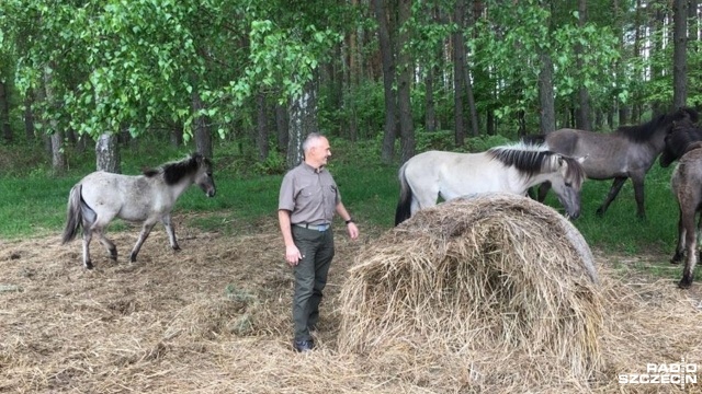 Konik polski już dziesięć lat hodowany jest w nadleśnictwie Kliniska. To rasa, której przodkiem był tarpan. Celem hodowli jest odtworzenie tego gatunku - mówi nadleśniczy Ryszard Siarkiewicz-Hoszowski.