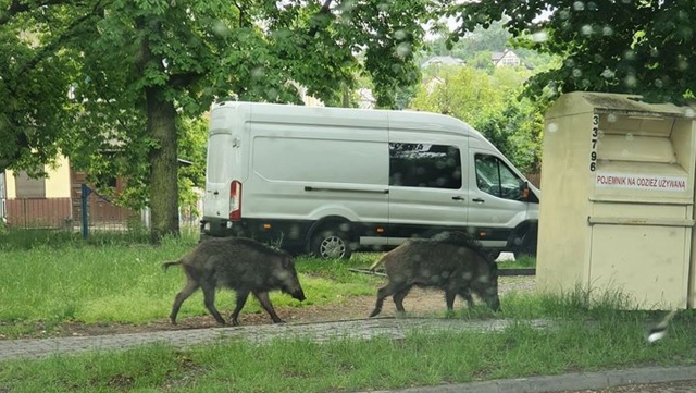 Kierowcy muszą uważać, przejeżdżając przez Podjuchy. Tam w okolicach sklepu Biedronka biegają dziki.