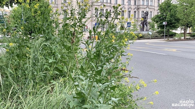 W Szczecinie mamy przykład braku pielęgnacji zieleni miejskiej, czy tak mają wyglądać kwietne łąki - pytają Prezydenta Szczecina radni klubu Prawa i Sprawiedliwości. Politycy w wystosowanej interpelacji krytykują działania służb komunalnych, które zaprzestały koszenia traw.