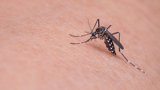 Miasto powinno zrezygnować z chemicznego odkomarzania i przejść na bardziej ekologiczne sposoby walki z owadami - postulują Zieloni. Z apelem w tej sprawie zwrócili się do władz Szczecina.