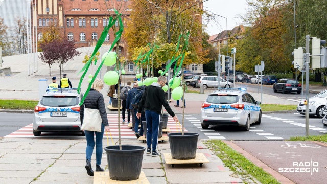 Wolontariusze przeciągną rośliny na specjalnych platformach przez miasto w sobotę. Zatrzymają się na Monte Cassino.