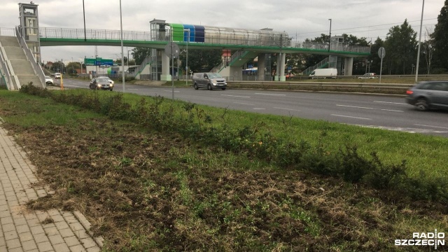 Pieniędzy na odstrzał dzików nie zabraknie - zapewnia szczeciński magistrat.