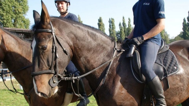 Dwóch nowych funkcjonariuszy policji pojawi się na szczecińskich ulicach - to konie Golden Dream i Kontusz.