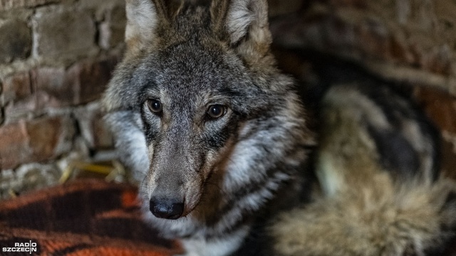 Dokazuje, mimo kalectwa, sam chodzi oraz ma... wilczy apetyt. Jak czuje się prawdopodobnie najbardziej znany wilk w regionie - Kamyk