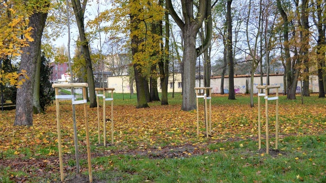 80 nowych drzew posadzi Zarząd Usług Komunalnych w tym roku.
