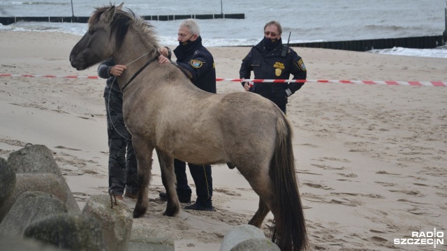 Konia galopującego samotnie po plaży i promenadzie próbowała złapać kołobrzeska straż miejska.