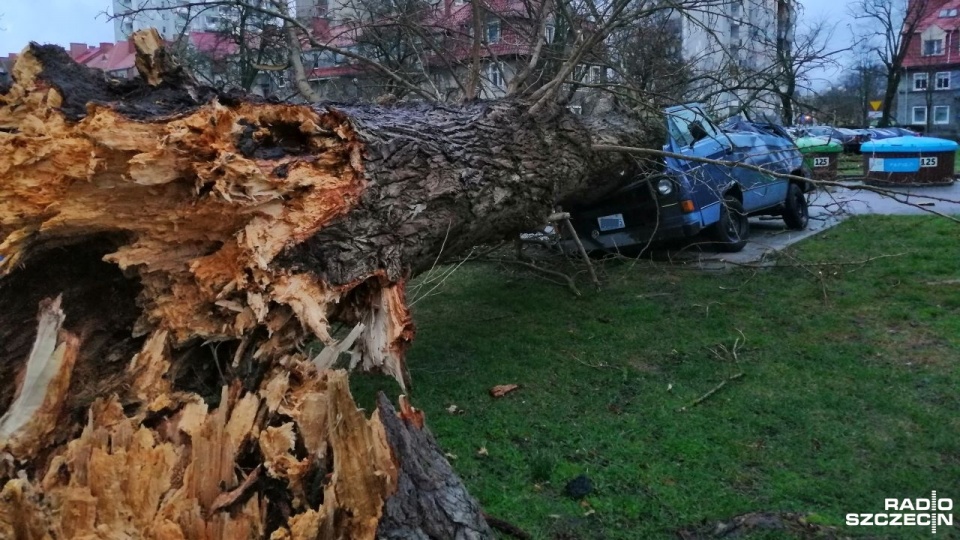 Na ulicy Zygmuntowskiej w Kołobrzegu wichura powaliła drzewo rosnące przy osiedlowym parkingu. Jeden z zaparkowanych samochodów został kompletnie zniszczony. Fot. Przemysław Polanin [Radio Szczecin]