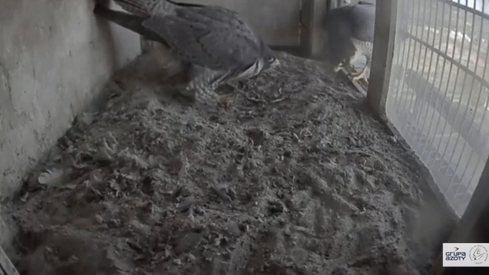 Słynne sokoły z Polic niedawno przyleciały do gniazda mieszczącego się na kominie zakładów chemicznych. źródło: https://www.youtube.com/watch?v=fcJYK0Kl9C0