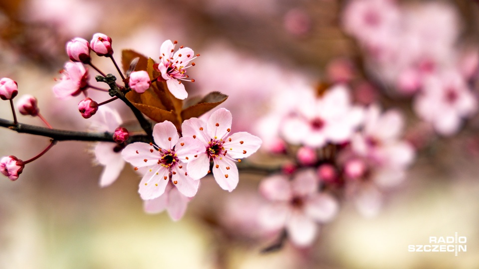 Fot. Robert Stachnik [Radio Szczecin]