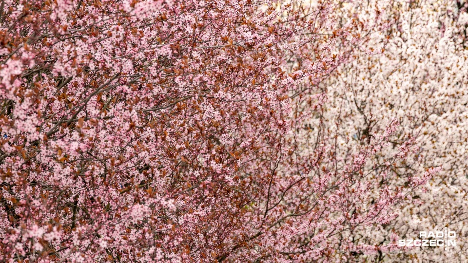 Fot. Robert Stachnik [Radio Szczecin]