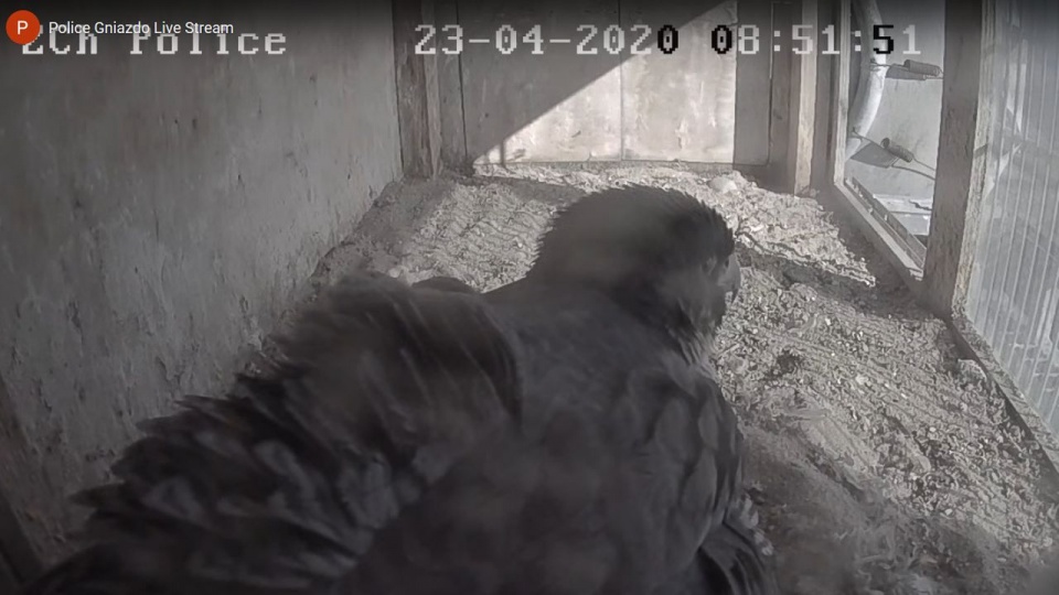 źródło: https://peregrinus.pl/pl/police