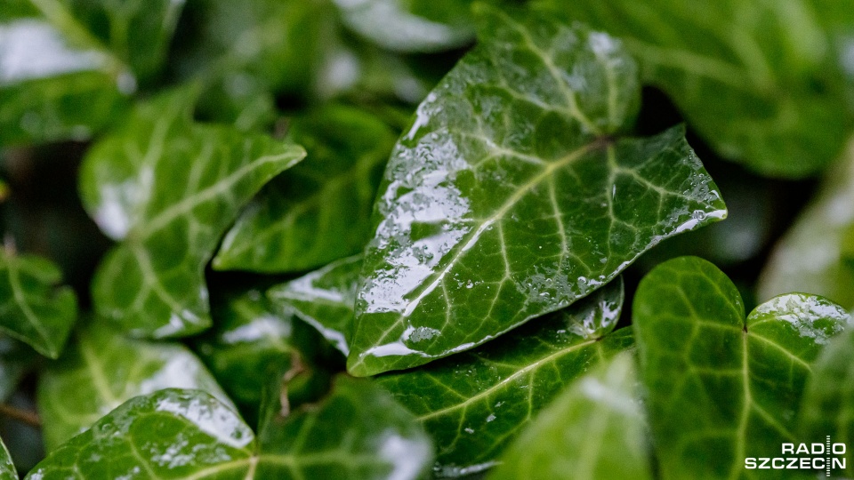 Z prognoz Instytutu Meteorologii i Gospodarki Wodnej wynika, że opadów można się spodziewać w poniedziałek i we wtorek. Fot. Robert Stachnik [Radio Szczecin]