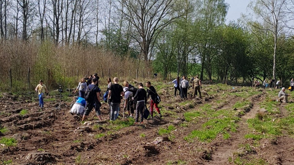 Sytuacja epidemiologiczna na świecie wpłynęła na tradycję sadzenia lasów organizowanych przez Regionalną Dyrekcję Lasów Państwowych w Szczecinie i Nadleśnictwa na jej terenie. Każdego roku wolontariusze i leśnicy wspólnie sadzili drzewa. W tym roku zrobili to sami pracownicy Lasów Państwowych. źródło: Regionalna Dyrekcja Lasów Państwowych w Szczecinie