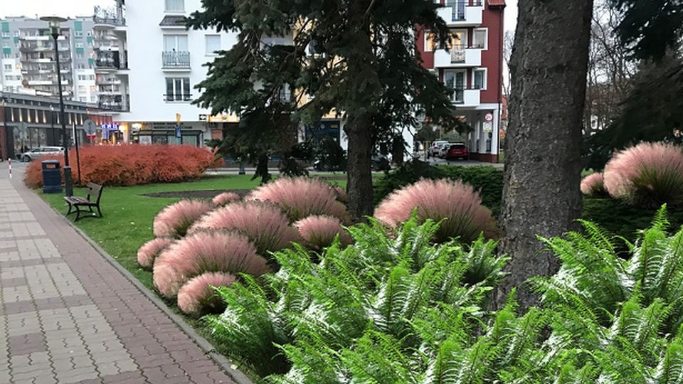 Wizualizacje przykładowych roślin. Mat. UM Kołobrzeg