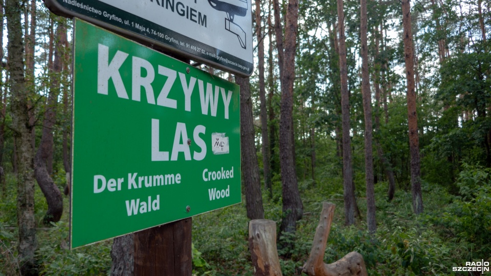Krzywy Las znajduje się w okolicach nowego osiedla wsi Nowe Czarnowo i Elektrowni Dolna Odra. Fot. Maciej Papke [Radio Szczecin]