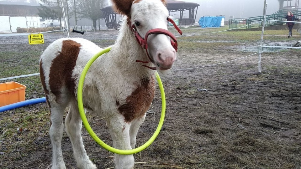 Źrebak o imieniu Monte, czyli uczelniany ogierek ZUT-u, rośnie jak na drożdżach. Fot. ZUT