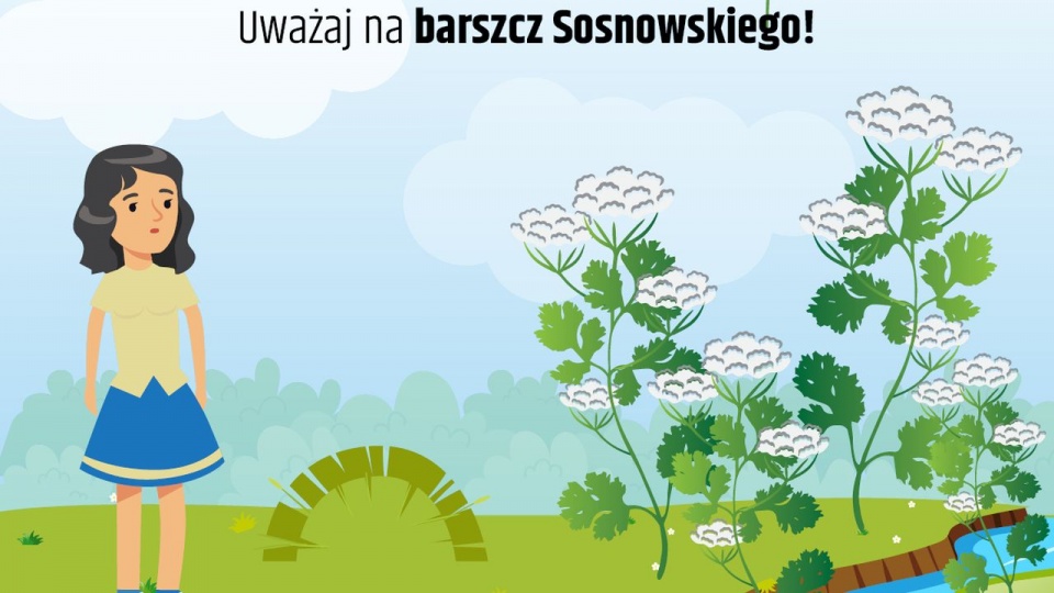 źródło: https://gis.gov.pl/kampania/bezpieczne-wakacje-przepis-gis-uwazaj-na-barszcz-sosnowskiego/
