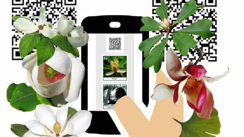 źródło: https://gryfino.szczecin.lasy.gov.pl/aktualnosci/-/asset_publisher/1M8a/content/qr-przewodnik-po-ogrodzie-dendrologicznym-w-glinn-1