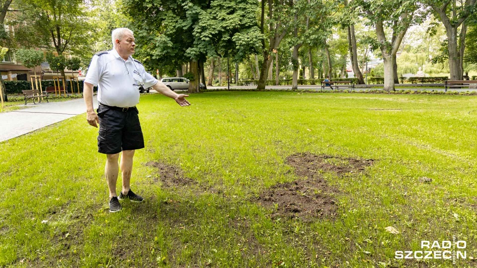 Dziki niszczą odnowione klomby miejskie i straszą turystów. Fot. Robert Stachnik [Radio Szczecin]