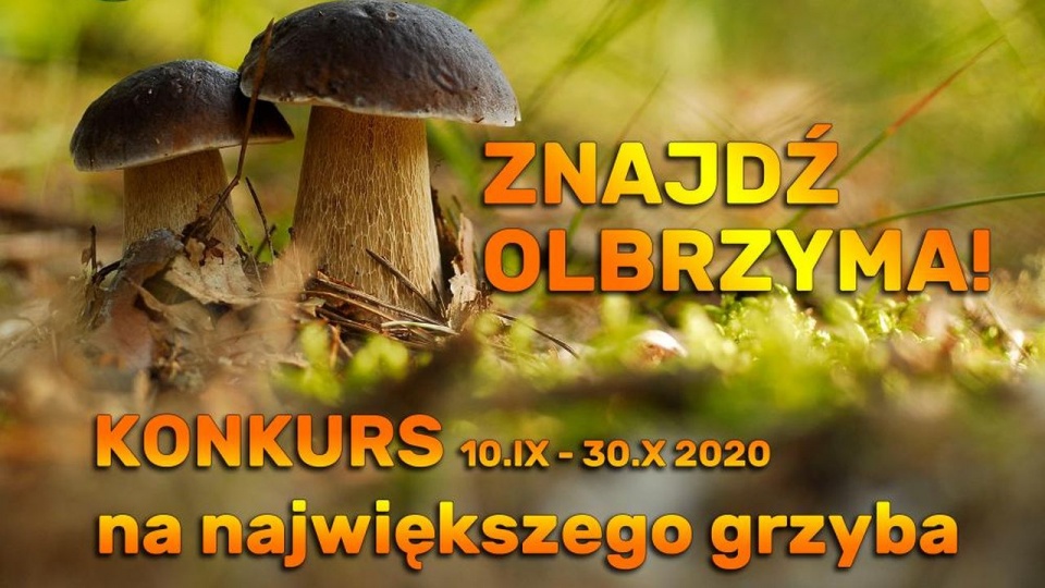 źródło: https://resko.szczecin.lasy.gov.pl/aktualnosci/-/asset_publisher/1M8a/content/znajdz-olbrzyma-konkurs.