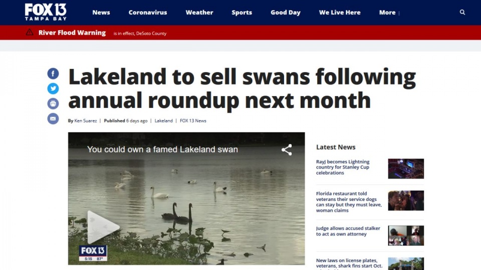 Cena łabędzia to 400 dolarów. Trafiają one najczęściej do ludzi, którzy dysponują większymi, prywatnymi oczkami wodnymi. źródło: https://www.fox13news.com/news/lakeland-to-sell-swans-following-annual-roundup-next-month