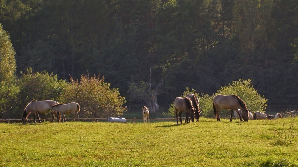 Fot. pixabay.com / summa (CC0 domena publiczna)