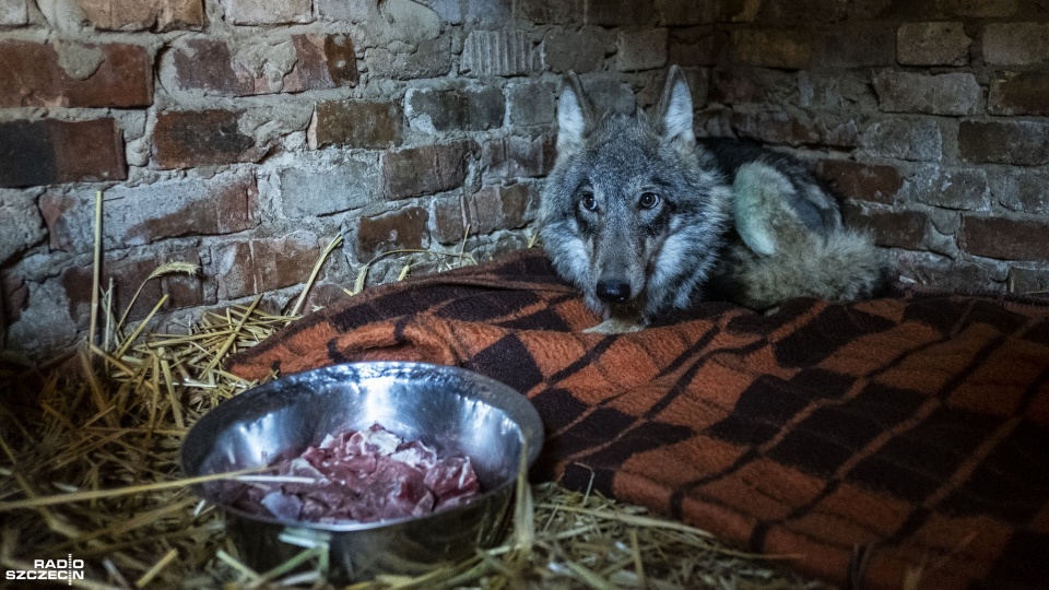 Fot. Wojciech Ochrymiuk [Radio Szczecin]