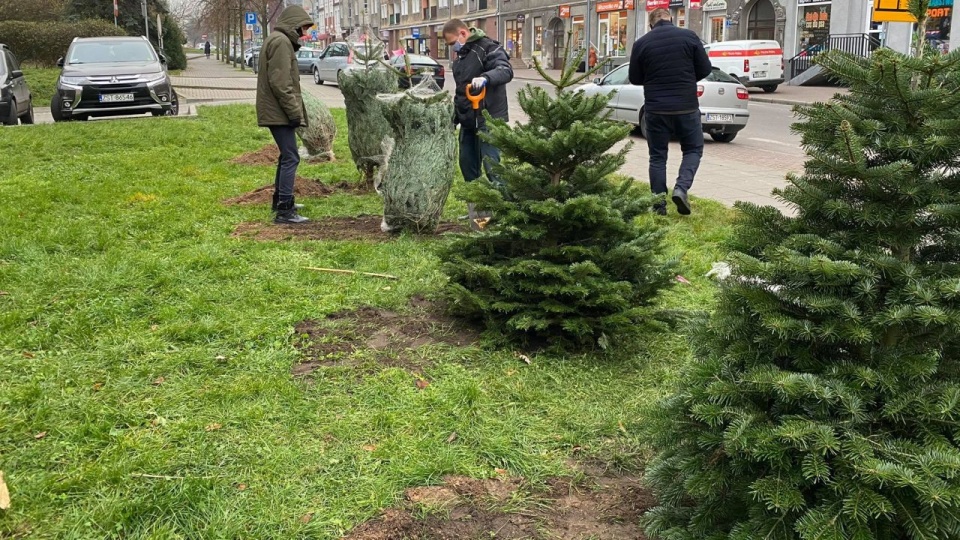 źródło: https://sck.stargard.pl/news/Iglaste_Drzewka_Przed_Budynkiem_Sck_2020_12_04_10_54.