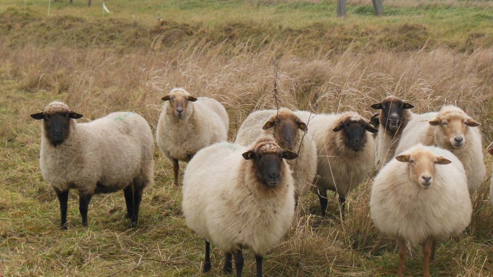 Wypas owiec w Pargowie. Źródło: Federacja Zielonych GAJA