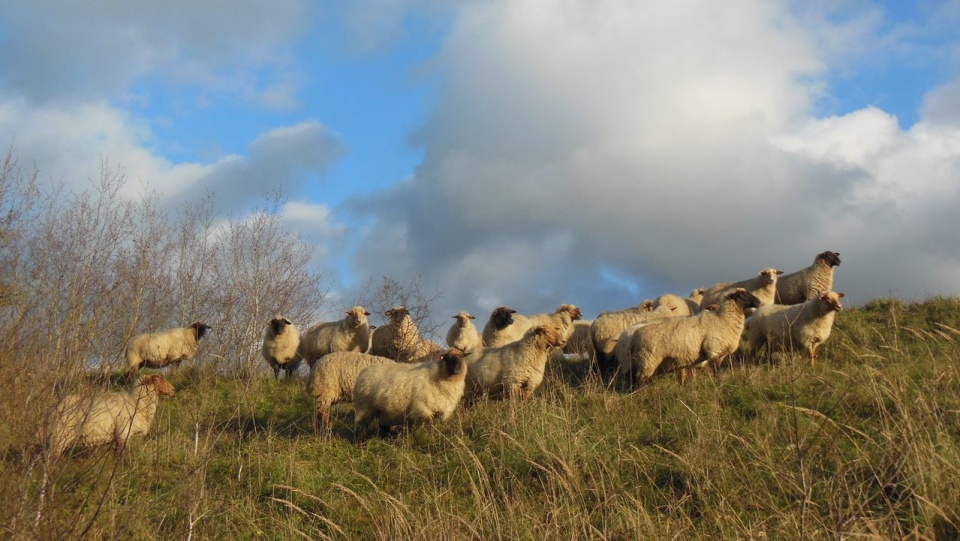 Wypas owiec w Pargowie. Źródło: Federacja Zielonych GAJA