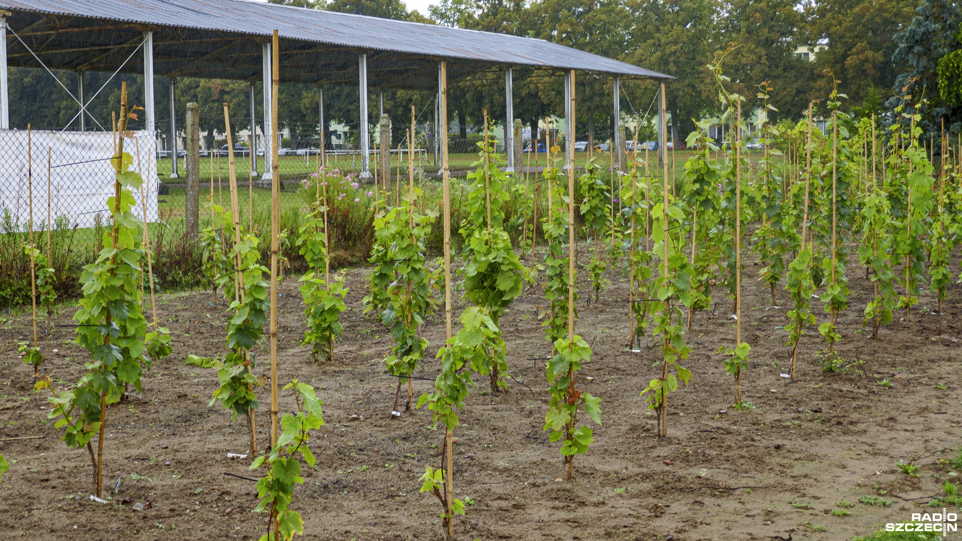 Polscy migranci zarobkowi w Holandii są masowo wykorzystywani przez agencje pracy tymczasowej. Holenderski rząd zrezygnował z wprowadzenia nowy przepisów, które ograniczyłyby te praktyki. Szacuje się, że w Holandii pracuje 800 tysięcy migrantów zarobkowych, z których większość to Polacy.