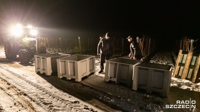 Fot. Robert Stachnik [Radio Szczecin] Trzaskające mrozy, czyli święto dla winiarzy. Pierwsze takie zbiory od lat [ZDJĘCIA]