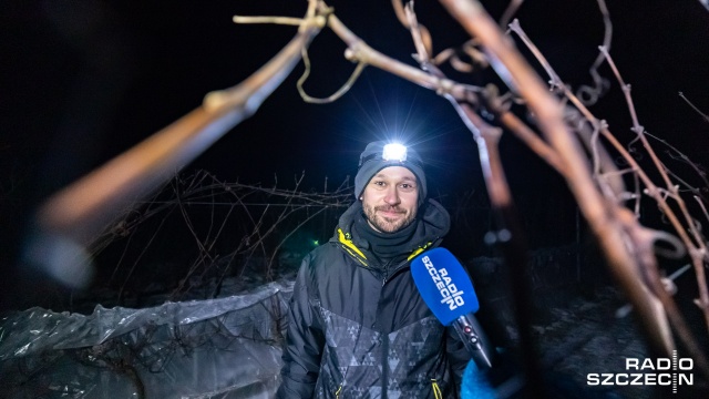 Fot. Robert Stachnik [Radio Szczecin] Trzaskające mrozy, czyli święto dla winiarzy. Pierwsze takie zbiory od lat [ZDJĘCIA]