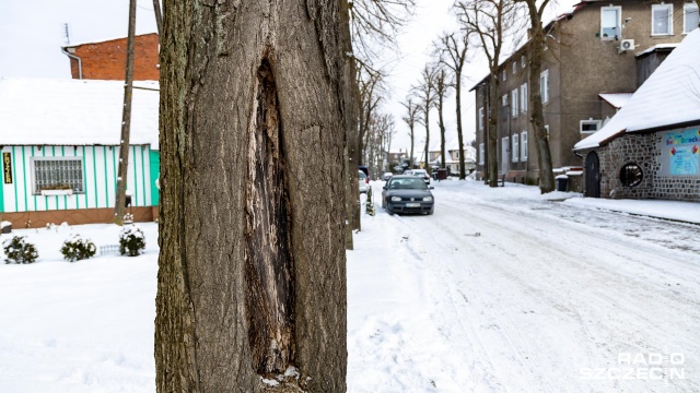 Fot. Robert Stachnik [Radio Szczecin] Chociwel: Ponad setka lip do wycięcia? Są wyniki ankiety wśród mieszkańców [ZDJĘCIA]