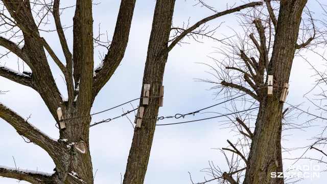 Fot. Robert Stachnik [Radio Szczecin] Chociwel: Ponad setka lip do wycięcia? Są wyniki ankiety wśród mieszkańców [ZDJĘCIA]
