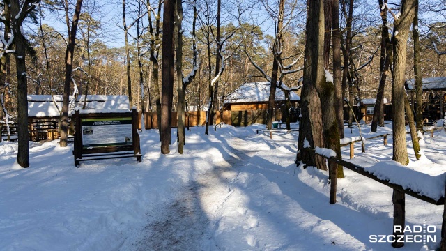 Fot. Robert Stachnik [Radio Szczecin] Dla młodych żubrów śnieg to zachęta do zabawy [ZDJĘCIA]