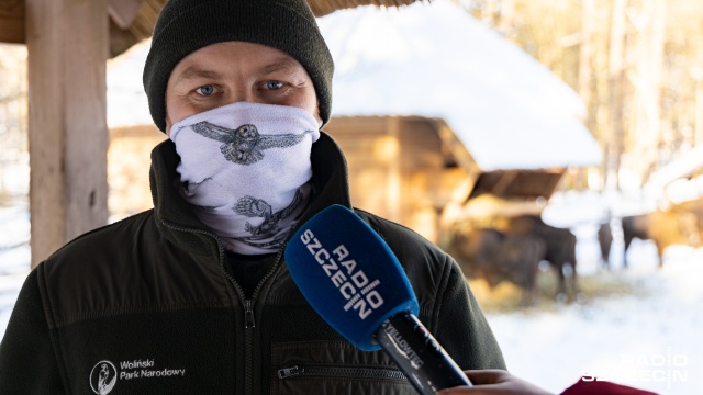 Fot. Robert Stachnik [Radio Szczecin] Dla młodych żubrów śnieg to zachęta do zabawy [ZDJĘCIA]