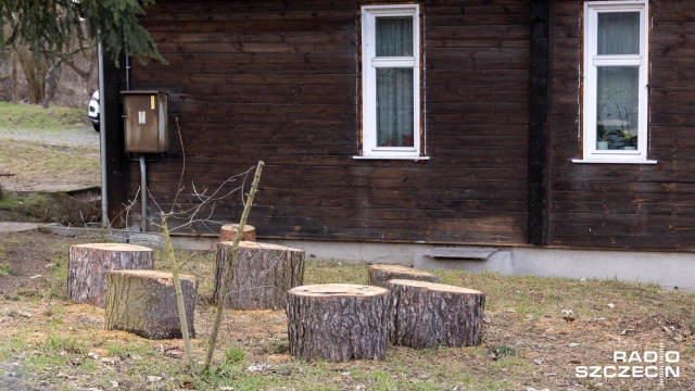 Fot. Robert Stachnik [Radio Szczecin] Pomnik przyrody zagrożeniem? Jego los w rękach radnych [ZDJĘCIA]