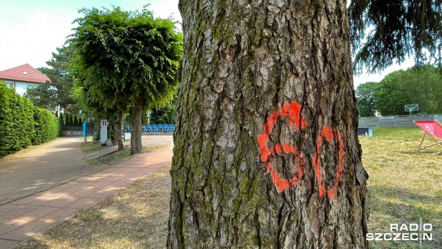 Fot. Robert Stachnik [Radio Szczecin] Osiedlowy działacz chce ratować drzewa przy kortach [ZDJĘCIA]