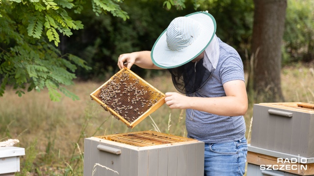 Fot. Robert Stachnik [Radio Szczecin] Najmłodszy pszczelarz regionu rozpoczyna miodobranie [WIDEO, ZDJĘCIA]